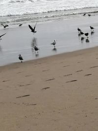 High angle view of seagulls on beach