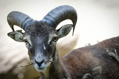 Close-up portrait of goat