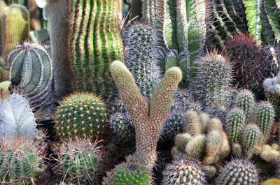 Full frame shot of succulent plant on field