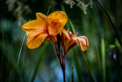 Close-up of flowers growing outdoors