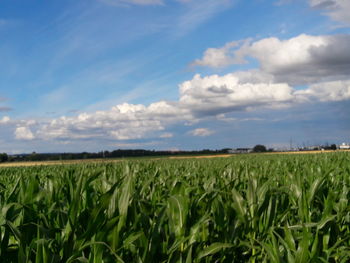 View of crop in field against cloudy sky