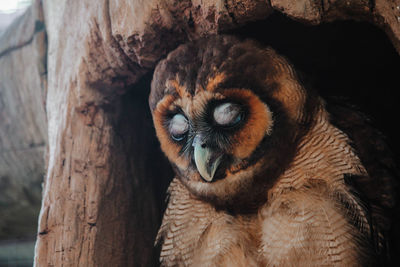 Close-up of owl in tree hollow
