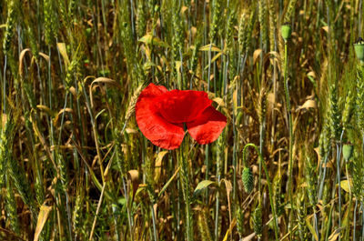 Close-up of red poppy flower on field