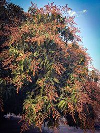 Low angle view of tree against sky