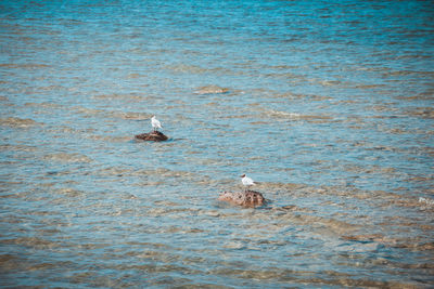 Swan swimming in water