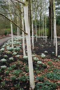 Trees in forest