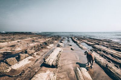 Dog on rocky shore against sky