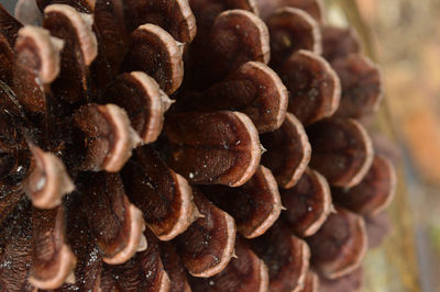 Close-up of roasted coffee beans