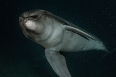 Close-up of fish swimming in sea