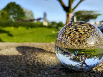 Close-up of a turtle