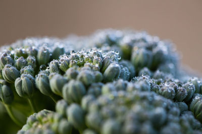 Close-up of fresh dew covered broccoli florets