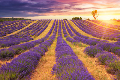 Scenic view of field against sky during sunset