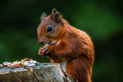 Close-up of squirrel on tree