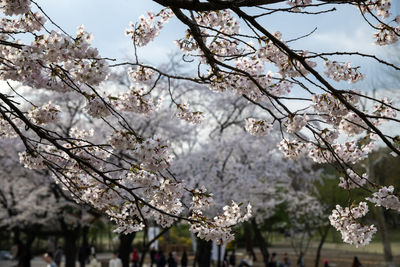 Low angle view of cherry blossom