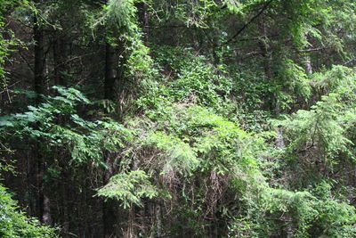 Trees in forest