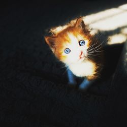 Portrait of kitten on black background