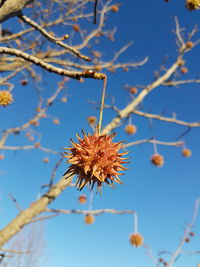 Close-up of tree against blue sky