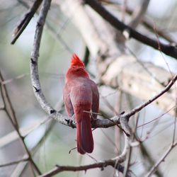 Close-up of bird perching on branch