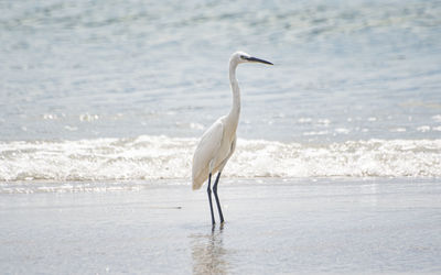 View of a bird on beach