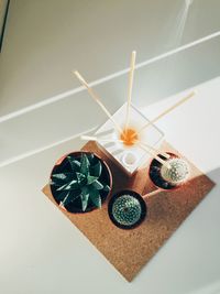 High angle view of potted cactus on table