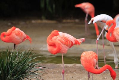 Close-up of flamingo in water