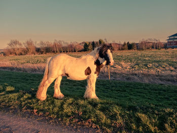 Pony standing on field