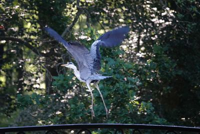 Bird flying in the forest