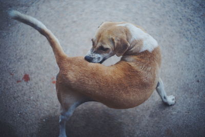 High angle view of dog sitting on footpath