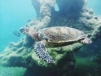 Turtle swimming in sea