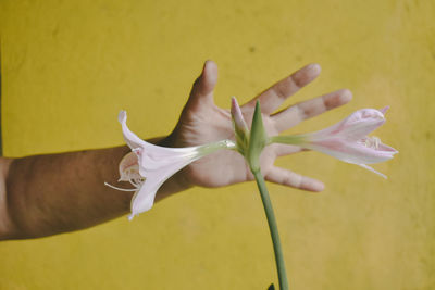 Close-up of flower against yellow wall