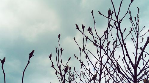 Low angle view of bare tree against sky