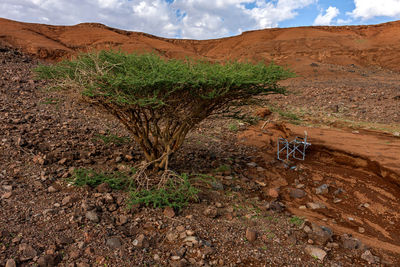 An acacia tree and other plants on the slopes of the al wahbah volcanic crater