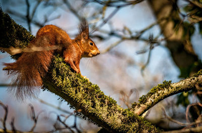 Low angle view of squirrel on tree