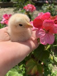 Close-up of a hand holding a flower