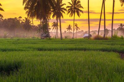 Scenic view of agricultural field during sunset