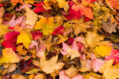 Full frame shot of autumn leaves