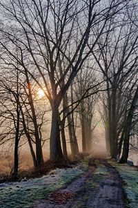 Bare trees against sky