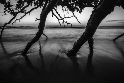 Silhouette trees on beach against sky