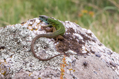 Close-up of lizard on rock