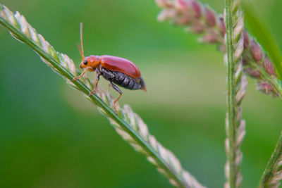 Close-up of insect on plant