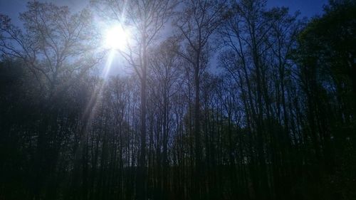 Sun shining through trees