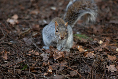 Close-up portrait of squirrel on land