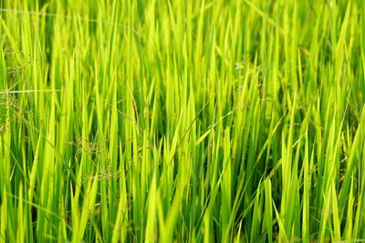 Full frame shot of corn field