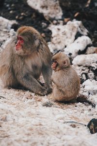 Monkey sitting on rock