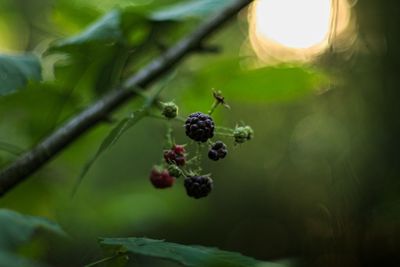 Close-up of berries growing on tree