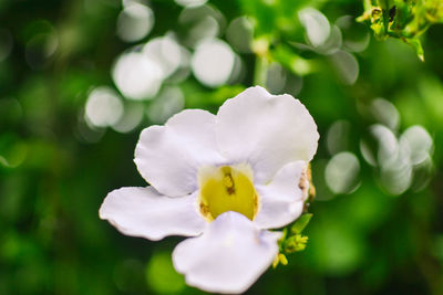 Close-up of white flower blooming outdoors