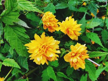 Close-up of yellow flowering plants