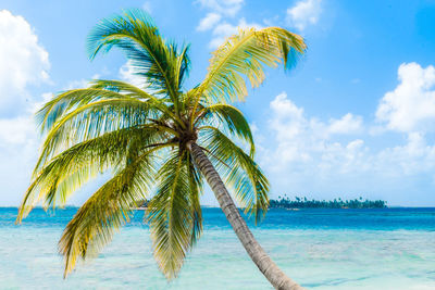 Palm tree by sea against sky