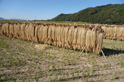 Hay bales on field against sky