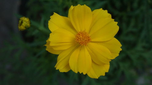 Close-up of yellow flowering plant